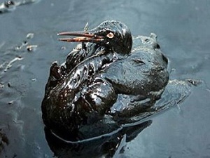 Many seabirds die as a result of oil spills and petrol- we can prevent this by using less fossil fuels.